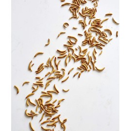 Edible Mealworms - Eat Grub (45g)