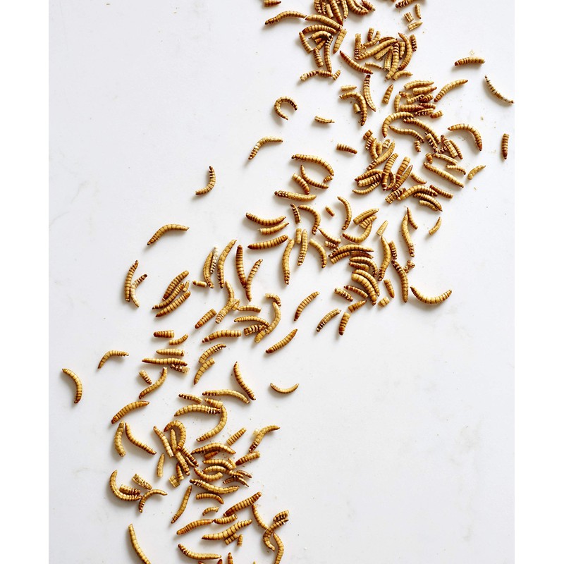 Edible Mealworms - Eat Grub (45g)