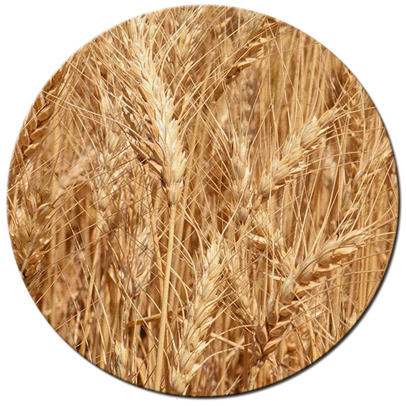 Organic Soft White Whole Wheat Flour - 24lbs