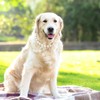 KUDES Exquisite and Adjustable Dog Necklace: Elegant Classic Pearl Collar