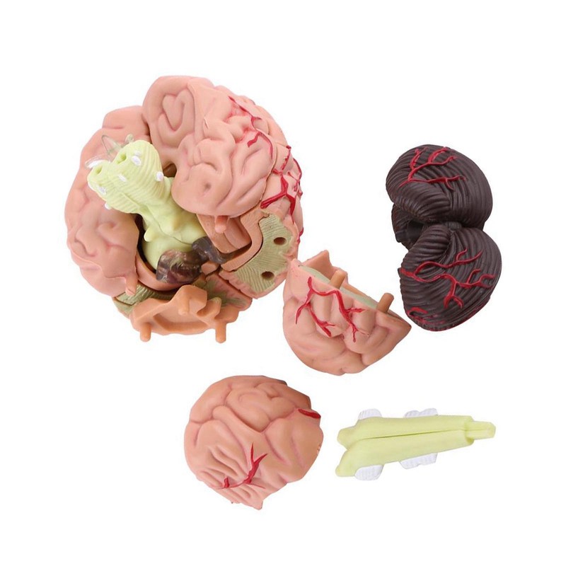 1pc Disassembled Anatomical Human Brain Model Medical Teaching Tool Toy
