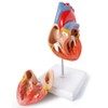 Merinden Medical Anatomy Model Set, Human Torso Heart and Skeleton