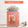 Brew La La Organic Green Tea - Natural Ginger Peach