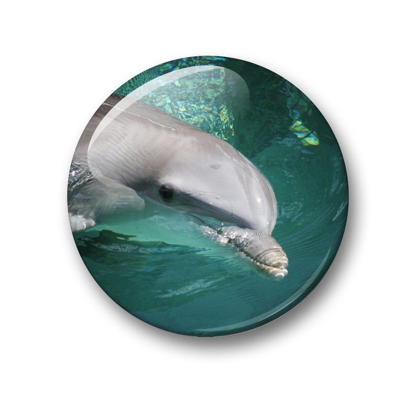 Merchandise for Fans 01 Fridge Magnets with Dolphin Sea Creatures