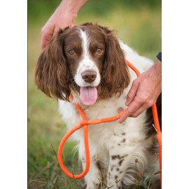 Blue Handy Halter Non Pull Figure of 8 Training Lead. Now in 8mm & chunky 10mm for larger dogs (8mm Country 114cm / 45")