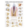 Teeth and Jaw Joint Mini Poster Anatomy 34x24 cm Medical