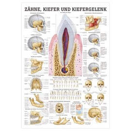 Teeth and Jaw Joint Mini Poster Anatomy 34x24 cm Medical Teaching Medium