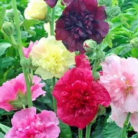 Flowers 100 HOLLYHOCK AUTUMN MIX SEEDS HUMMINGBIRDS GARDEN PLANTING HUGE FLOWERS BEES US