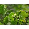 Buy Rare Seeds Corylus avellana | Hazel | 5_Seeds