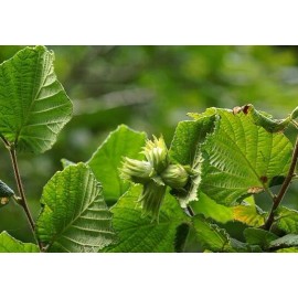 Buy Rare Seeds Corylus avellana | Hazel | 5_Seeds