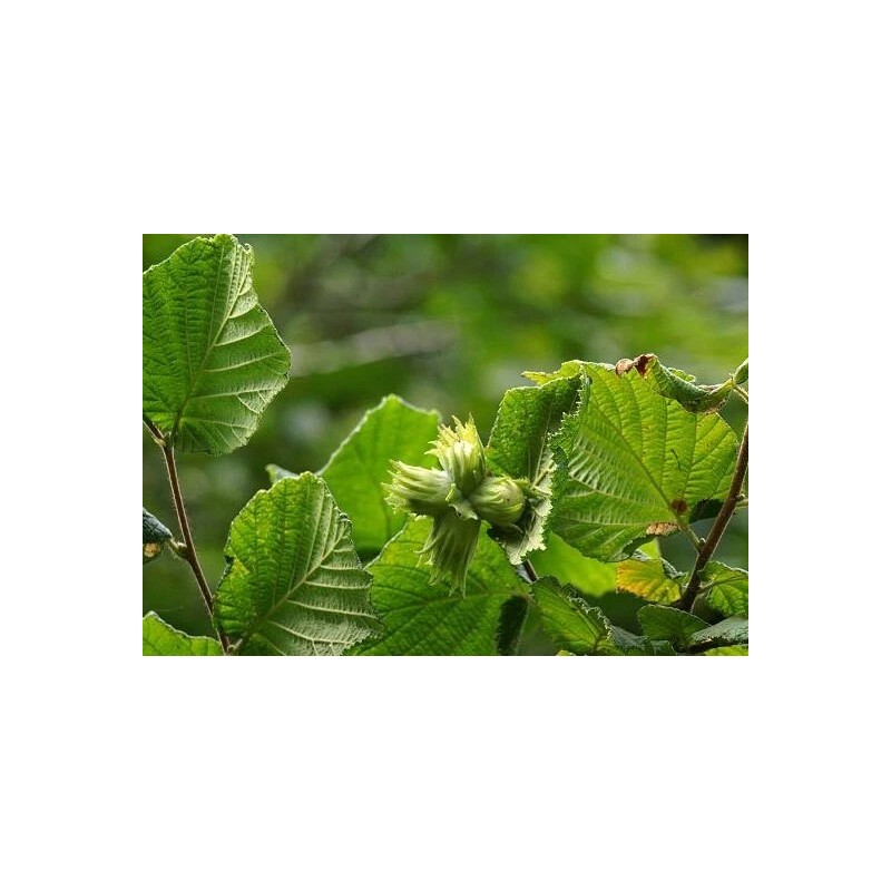 Buy Rare Seeds Corylus avellana | Hazel | 5_Seeds