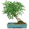 Brussel's Bonsai Live Hawaiian Umbrella Bonsai Tree - Medium, 5