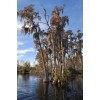 The Jonsteen Company Pond Cypress | Medium Tree Seedling |