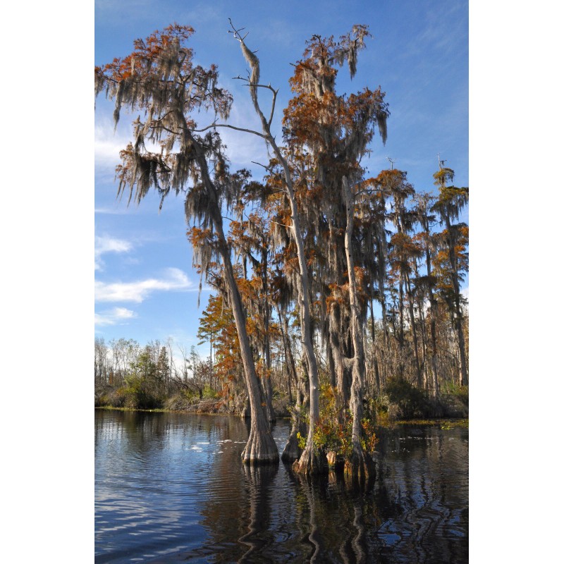 The Jonsteen Company Pond Cypress | Medium Tree Seedling |