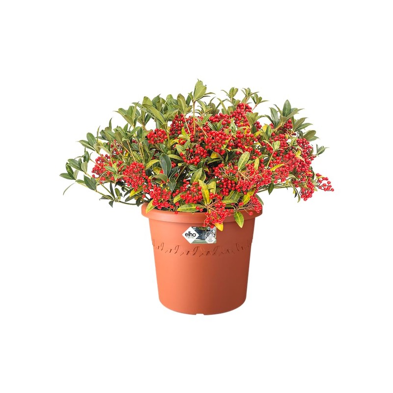 Elho Algarve Cilindro 25 - Flowerpot - Terra - Outdoor