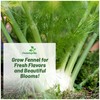 Outsidepride 1 oz. Annual Foeniculum Vulgare Fennel Herb Garden Seeds