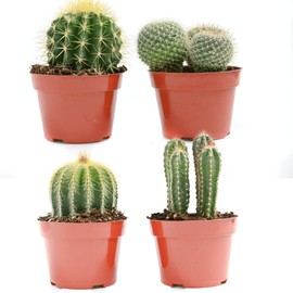 Cactus Plants Live – Large Assorted 4-Inch Cactus Plants – Fully Rooted Potted Cactus Plants – Live Cactus Plant Set (4)