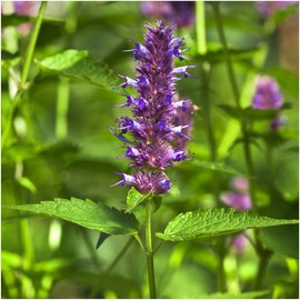 Seed Needs, Peppermint Herb Seeds for Planting (Mentha piperita) Twin Pack of 1,000 Seeds Each - Heirloom, Non-GMO, & Untreated