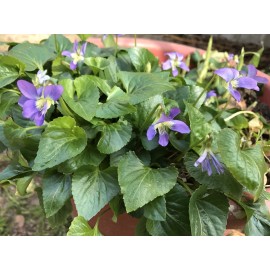 Unbranded 20 Purple Wild Violets Starter Plants Flower Bulbs Perennial Bare Root Easy Grow