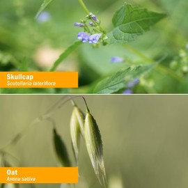 Herb Pharm Nervous System Tonic Liquid Herbal Formula to Strengthen and Calm the Nervous System - 4 Ounce