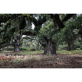Historic Pictoric Massive, Spanish Moss-Draped Oaks at Brookgreen Gardens, a vast Complex of Sculpture Gardens, Ecosystem Trails 1 36in x 24in