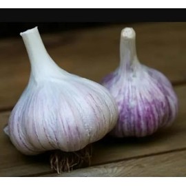 Whole Garlic Bulbs – Huge Non-GMO Bulbs for Fall Planting or Flavoring Dishes – Ready for Planting or Eating – (2 Bulb)