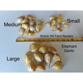 Scenic Hill Farm Elephant Garlic Cloves (Allium ampeloprasum var. ampeloprasum) Plant or Eat - 10 medium cloves