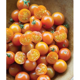 Burpee 'Sun Gold' Hybrid, Sweet Orange Cherry Tomatoes, 30 Non-GMO Seeds