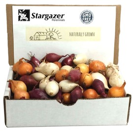 50 Plus Count Mixed Onion Assortment Sets - Red, White and Yellow Varieties Easy to Grow Non-GMO Onion Bulbs