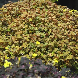 Oxalis spiralis ‘Aurea’, Amber Plum Crazy, Golden Oxalis, Amber Oxalis, Amber Shamrock, Non-Invasive Wood Sorrel, Perennial or houseplant, ContainerSize: 3" (2.6x3.5)