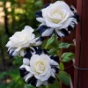 ZEshops 20pcs Rare Black & White Rose Seeds Non GMO