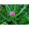 22Day Seeds: Seeds Milk Thistle/Blessed Milkthistle/Purple Blessed/Non GMO/Heirloom