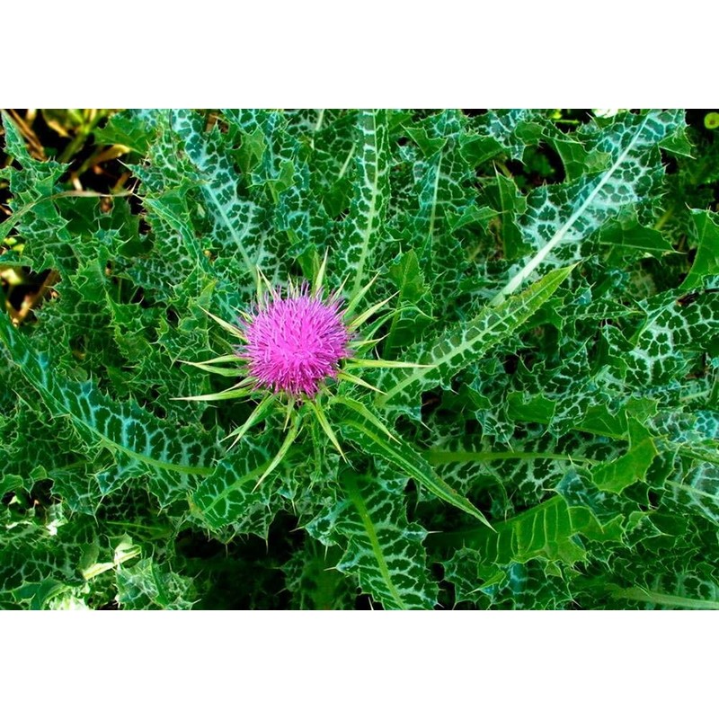 22Day Seeds: Seeds Milk Thistle/Blessed Milkthistle/Purple Blessed/Non GMO/Heirloom
