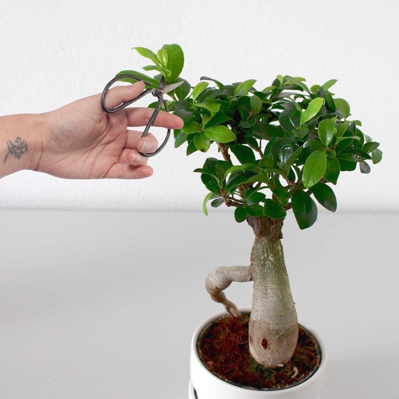 BambooMN Bonsai Tool Kit 5pc Basic Care Set