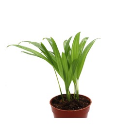 Areca Palm in 4 inch grower's Pot Sold by California Tropicals