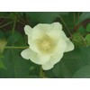 Cotton Seed Pure White, 8 Onces Over 1700 Seeds