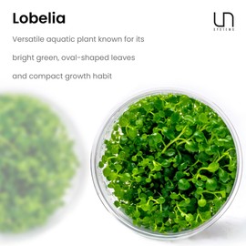 Ultum Nature Systems Lobelia Cardinalis ‘Cardinal’ Tissue Culture Live Plant for Aquarium, Freshwater Fish Tank, Aquascaping - 100% Snail Free in Vitro