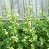 Outsidepride Buckwheat Cover Crop, Grain, Bee Pasture, Pollinator, Wildlife Seed