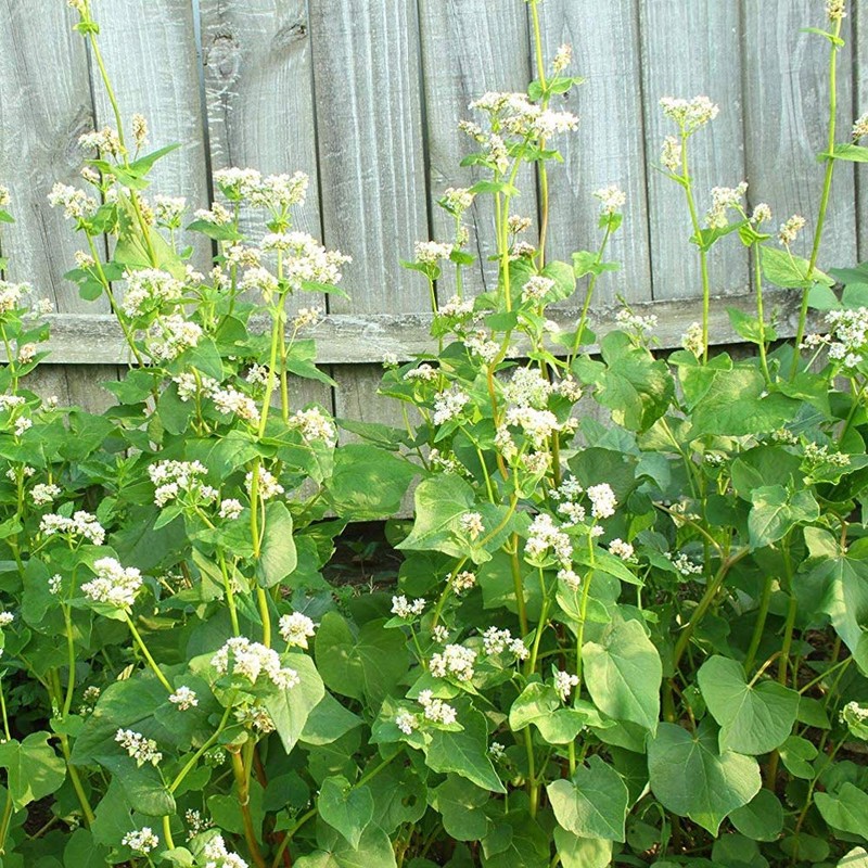 Outsidepride Buckwheat Cover Crop, Grain, Bee Pasture, Pollinator, Wildlife Seed