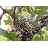 Mother Nature 25 Bulk Ball Clusters Of Tillandsia Recurvata, Air