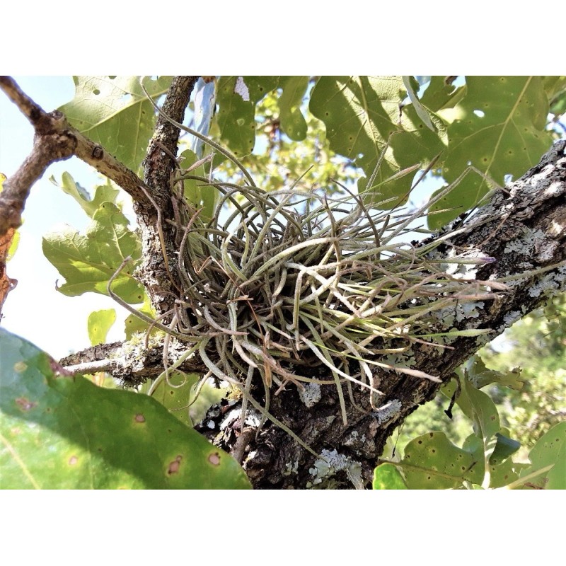Mother Nature 25 Bulk Ball Clusters Of Tillandsia Recurvata, Air