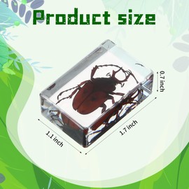 16 Pcs Ladybug Insect in Resin Specimen Butterfly Bugs Collection Paperweights，16 Styles Real Bug Specimen Bug Kit Preserved in Resin for Scientific Educational Display Supplies (Ladybug)