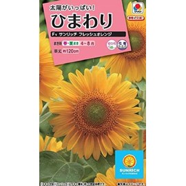Takii Seedlings Sunflower F1 Sunrich Fresh Orange