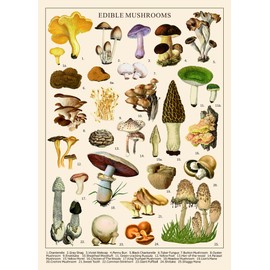 Vintage Mushroom Puzzle 1000 Pieces for Adult, Vintage Fungi Jigsaw Puzzle of 25 Edible Mushrooms, Champignons Plant Puzzle for Mycophile