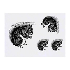 4 x 'Squirrel' Temporary Tattoos (TO00048431)