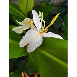 1 Hawaiian Hedychium coronarium Ginger Root Discount Hawaiian Gifts