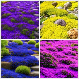 20000+ Mix Pink Purple Creeping Thyme Seeds for Planting Perennial Ground Cover Plants Heirloom Flowers Non-GMO Thymus Seed