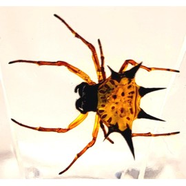 44mm Real Spiny Spider in Crystal Clear Lucite Resin Specimen Preserved Arachnoids Taxidermy Crafts Collection for Biology Science Education & Desk Ornament Display Supplies + Stand