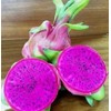 Dragon Fruit 2 New Cuttings 8" - 12", Fruit Plant (Purple Haze)