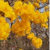 Seed-Top 60 YellowTabebuia Seeds Trumpet Tree Handroanthus chrysotrichus Rare Tree